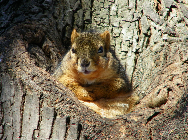 Sunny, close-up, rodent, fat, animal wildlife, squirrels, nature, squirrel, mammal, arbor, annarbor, Bright, 2K, looking away, trunk, day, outdoors, unitedstates