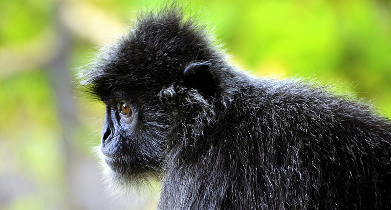 lutung, portrait, silvered leaf, silvery, wildlife, arboreal, outdoors, one animal, animal head, vertebrate, mammal, 4K, monkey, animal body part, hair
