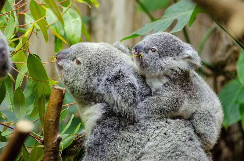 close-up, sleep, plant, teddy, no people, landscape, animals, group of animals, mom and baby, arboreal marsupial, leaf, animal wildlife, animal themes