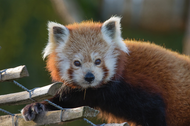 head, animal wildlife, no people, brown, face, one animal, whisker, animals in the wild, wood - material, looking, animal head, cute, red bear-cat, nature