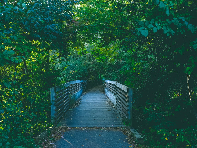 connection, direction, the way forward, green color, growth, mysterious, green, jungle, no people, outdoors, architecture, forest, 1080P, bridge - man made structure
