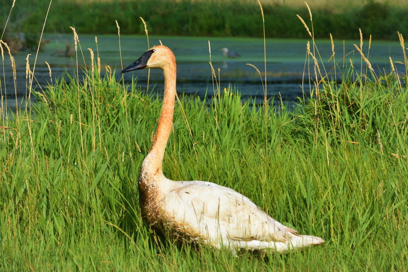 nature, animal, no people, green color, ann arbor, grass, vertebrate, one animal, animal wildlife, land, scio church road, growth, united states, water