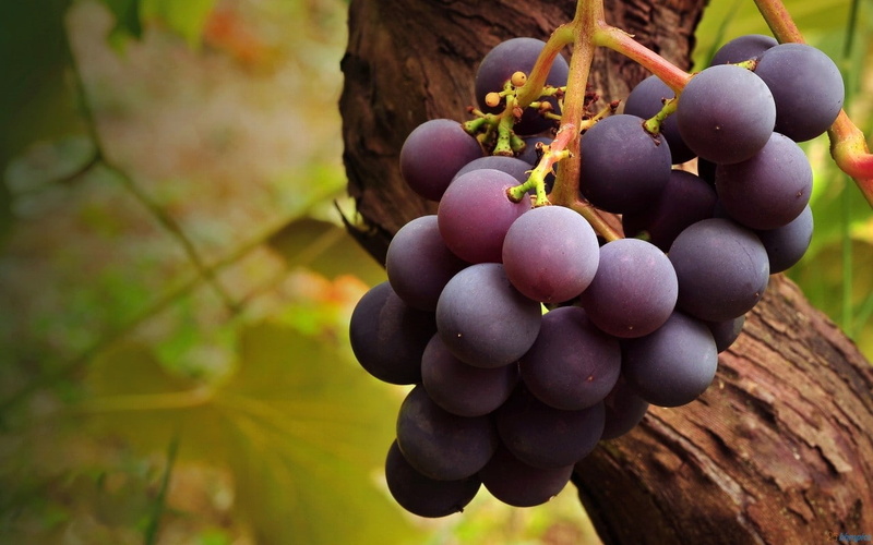 fruit, grapes, 720P