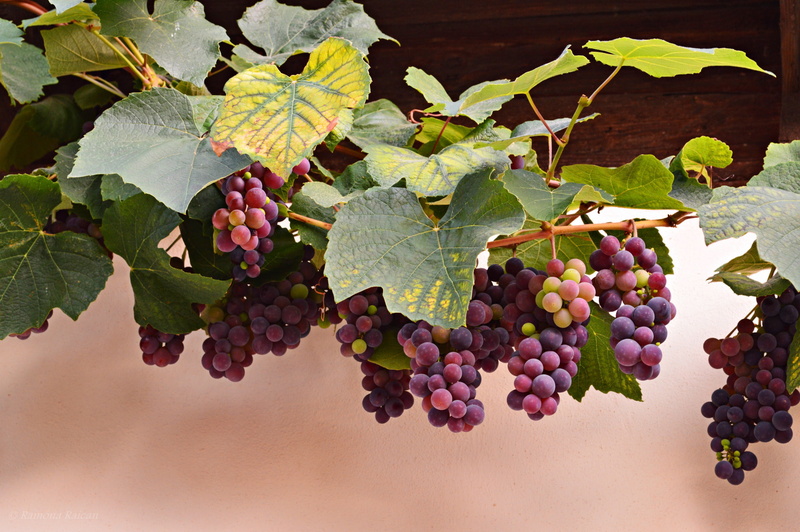 red, vine, leaves, berries, 1080P, grapes, bunches, autumn