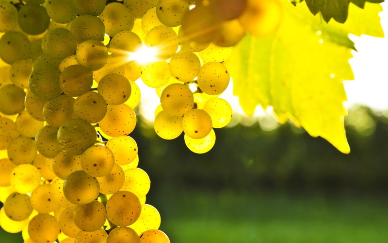 fruit, sunlight, macro, grapes, leaves, 1080P, blurred, plants, berries