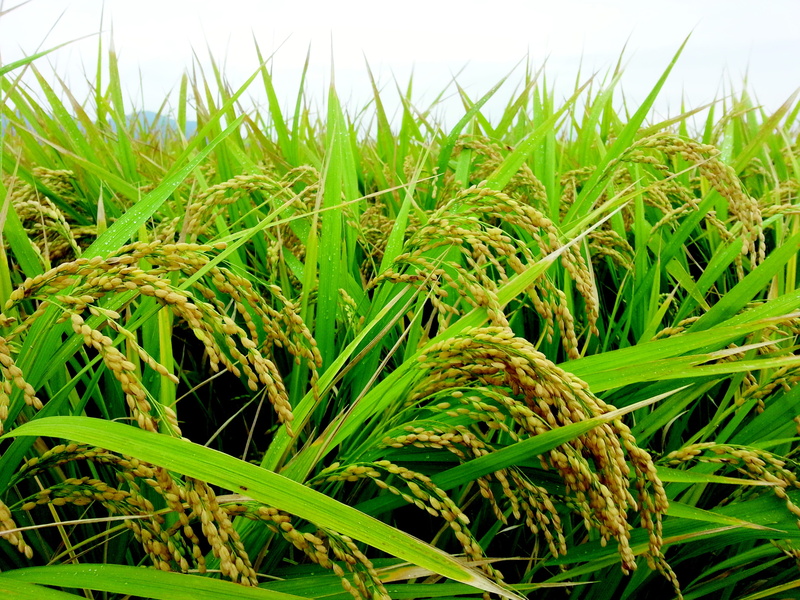 no people, green Color, farm, crop, Ch, Grain, blade of grass, growth, field, landscape, autumn, grass, Rice, land, plant, focus on foreground, tranquility