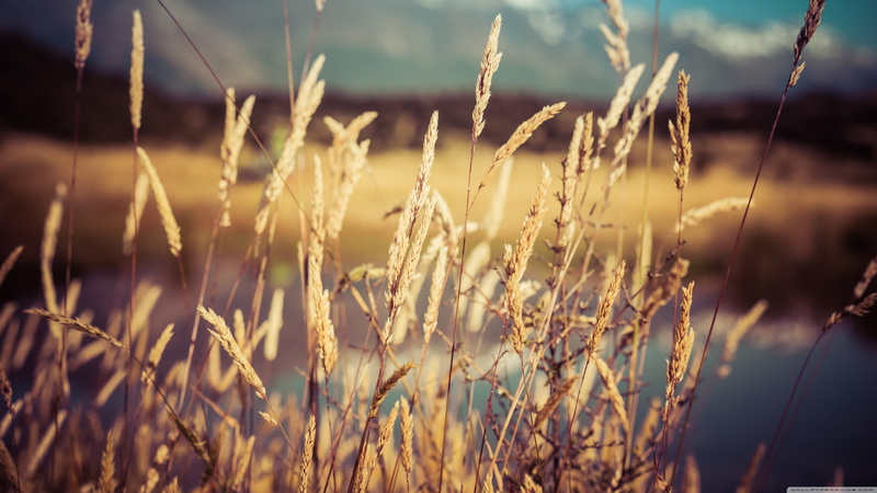tranquility, focus on foreground, plants, 4K, gold Colored, sunrise - Dawn, crop, landscape, color Image, meadow, dry, grains, season, freshness, outdoors