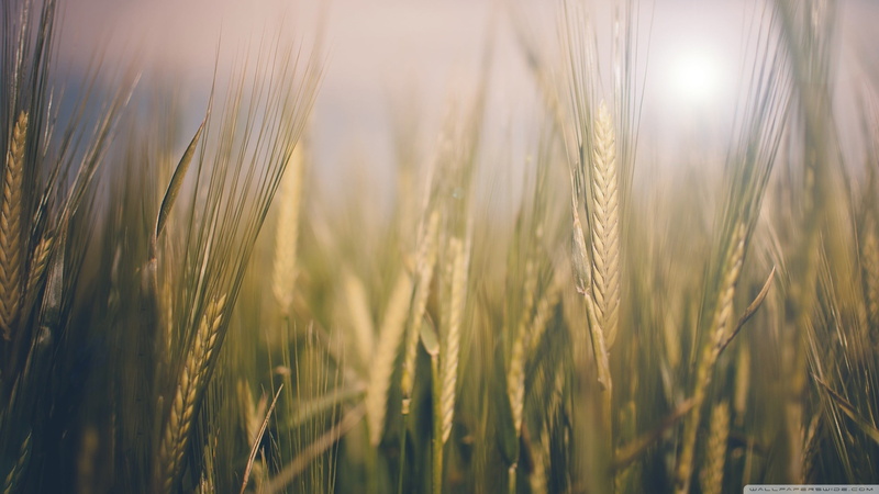 rice, bright, landscape, farm, selective focus, blue, grass, beauty In Nature, seed, freshness, vibrant Color, sun, sunrise - Dawn, summer, scenics, outdoors