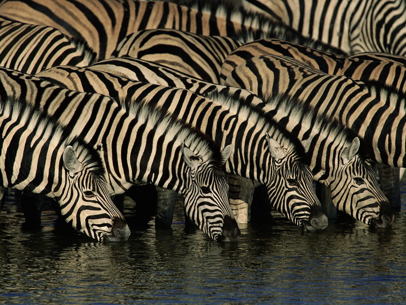 zebra, animals, 720P, herd