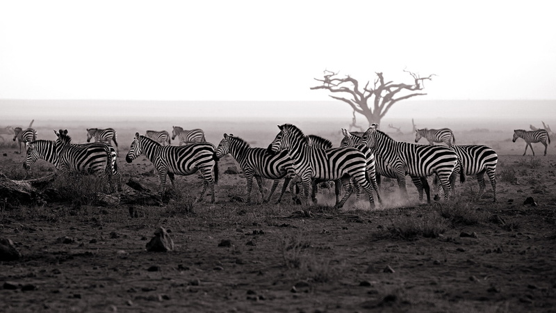 hd, animals, herd, zebra, 1080P, bw