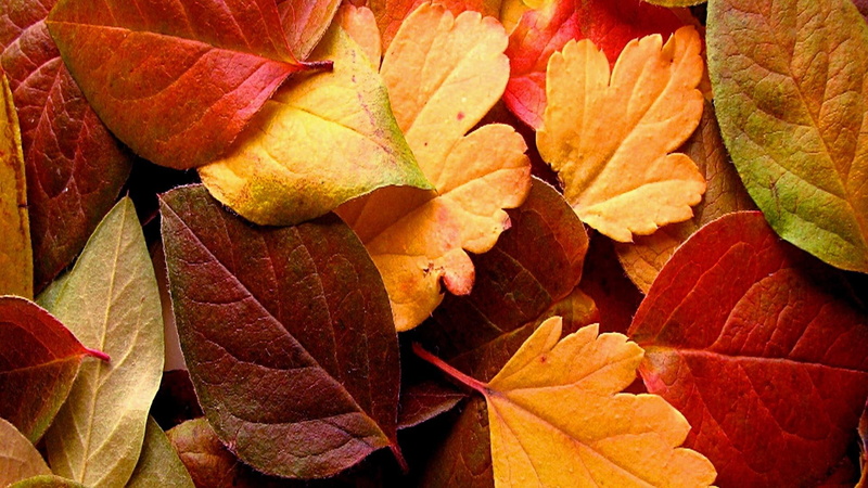 1080P, fall, dry, autumn, leaves, colorfull