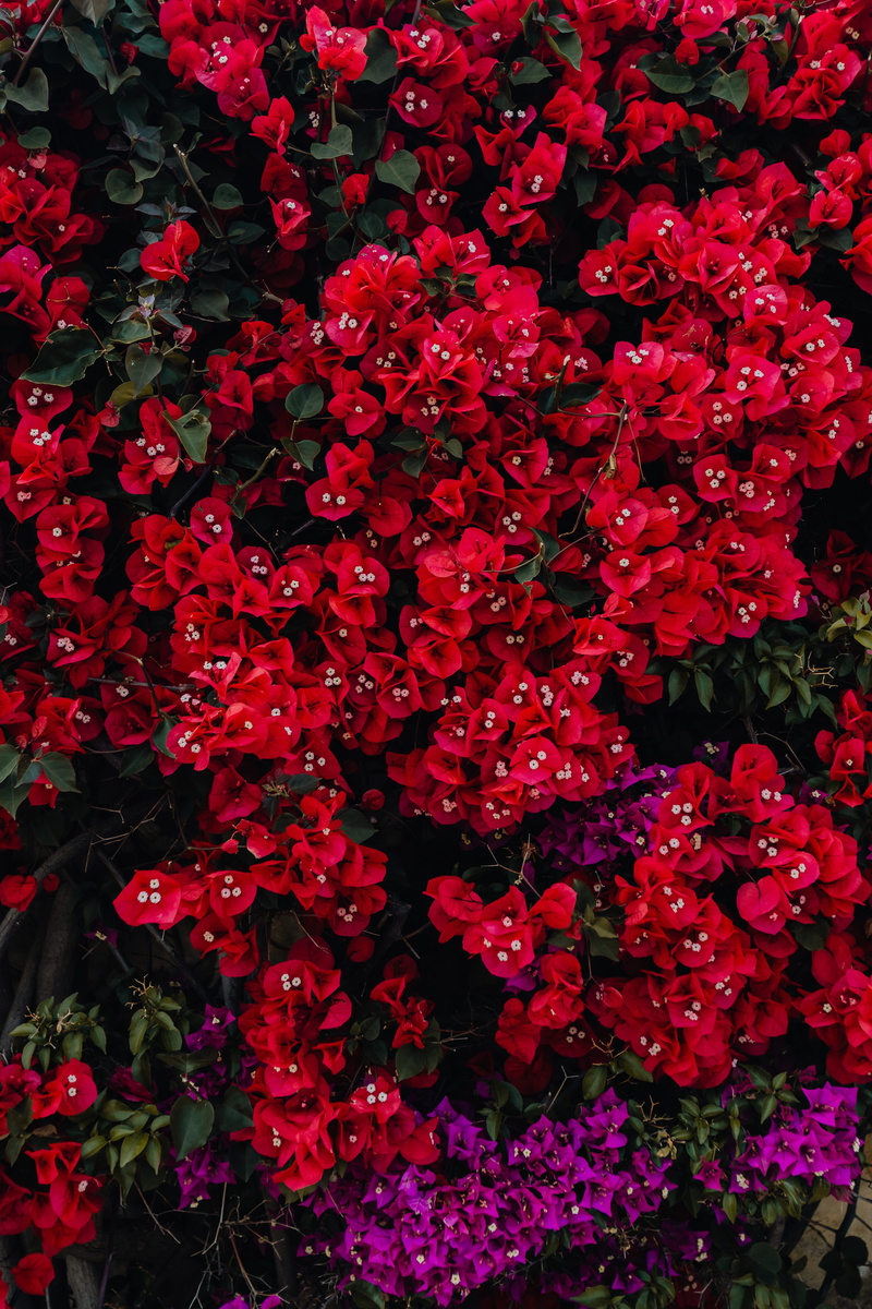freshness, nature, high angle view, flora, background, Bougainvillea, plant, tree, blossom, blooming, red, flowers, abundance, flower, growth, close-up