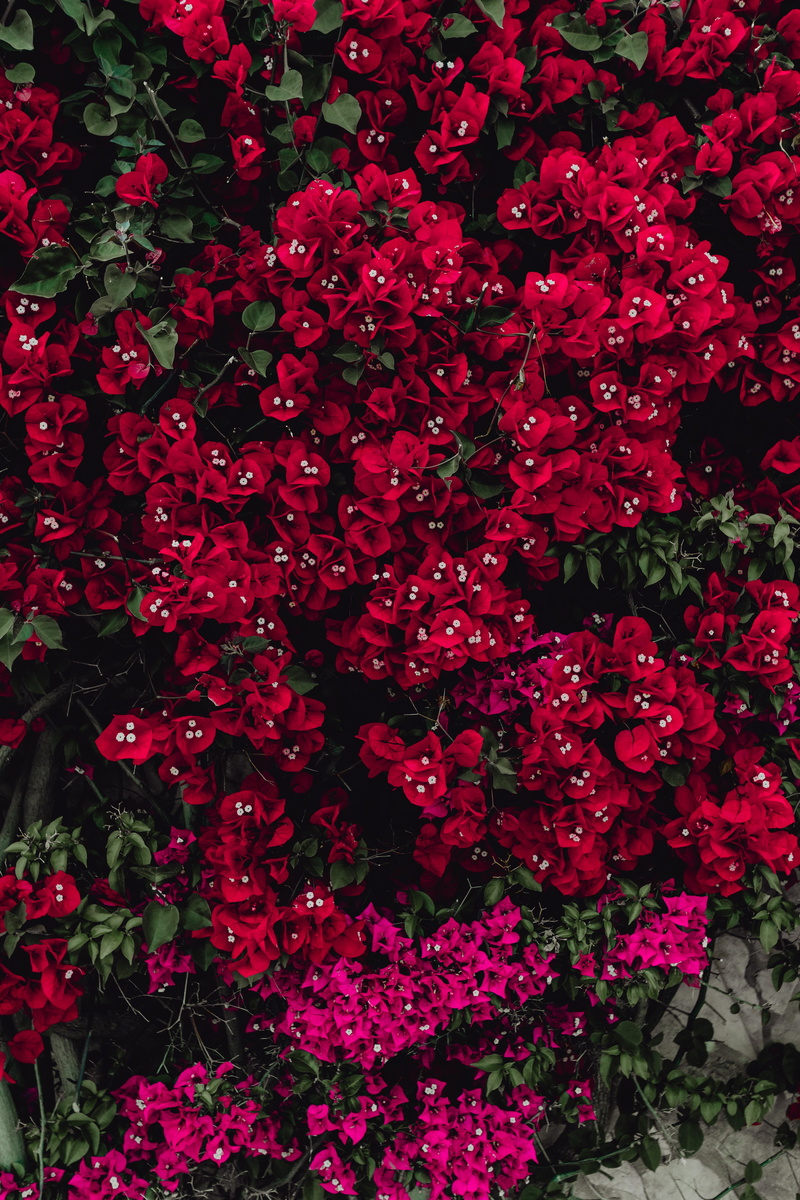 abundance, inflorescence, red, abstract, 5K, bloom, close-up, flora, purple, beauty in nature, freshness, no people, colorfull, nature, bunch of flowers