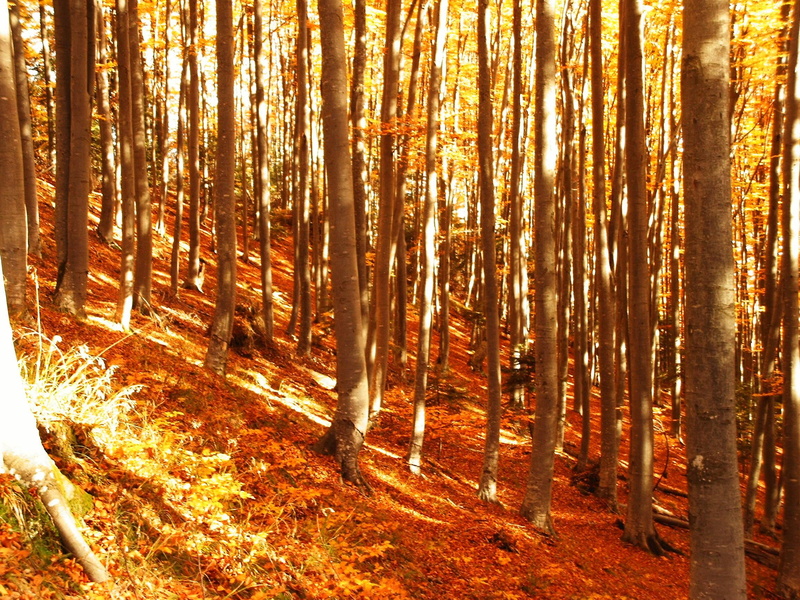 colorfull, colors, 1080P, forest, trees, 3d and abstract, autumn
