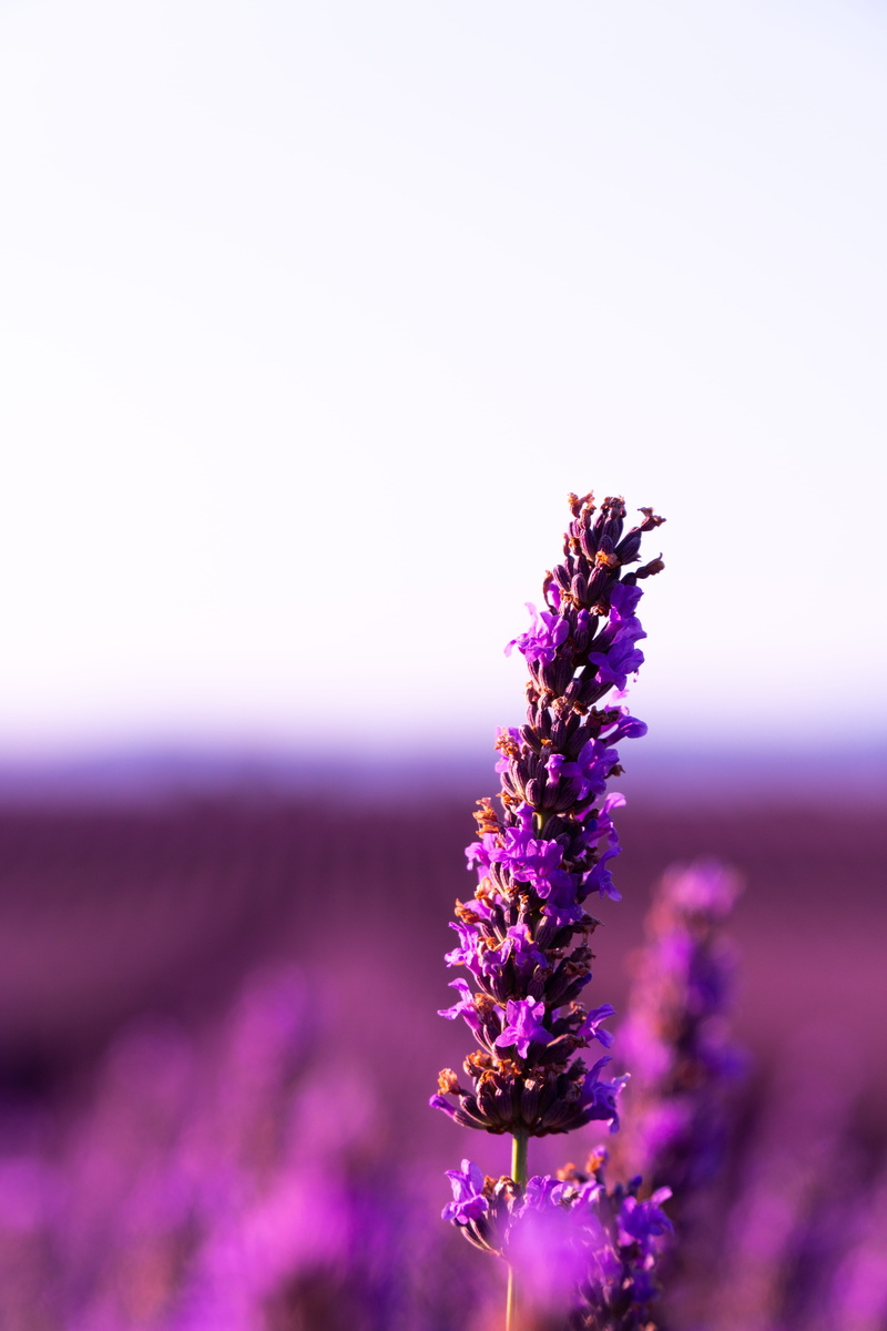 flower, shine, bokeh, color, summer, 5K, freshness, blooming, outdoors, no people, valensole, nature, bloom, farms, farm, day, focus on foreground