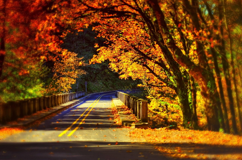 Nature, 1080P, colorfull, bridge, road