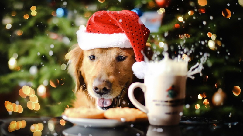 puppy, christmas, cute, holidays, 1080P, golden, spreading, spirit, retriever, 1920x1080