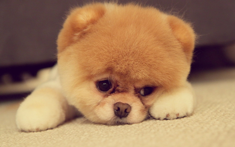 1080P, Cute, Puppy, Pomeranian