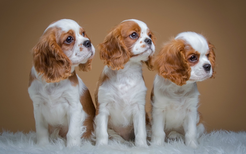 Cute, 2K, Puppies, Spaniels, Three