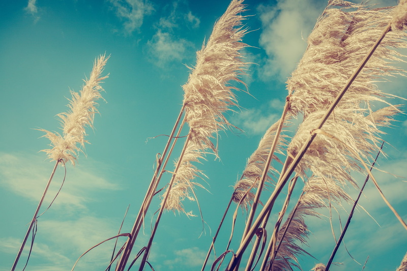 Pampas Grass, Earth, Grass, Close-Up, 1080P