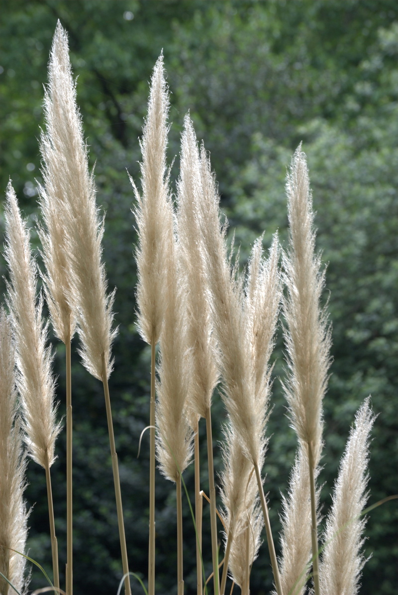 tall grass, outdoors, beauty in nature, feathery, ornamental grass, close-up, green color, cereal plant, nature, day, field, sunlight, selective focus