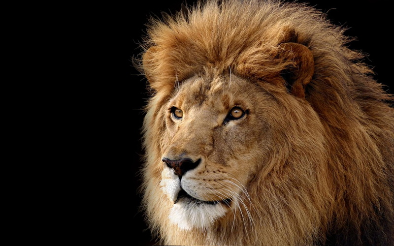 mane, king, ruler, animals, face, 1080P, lion