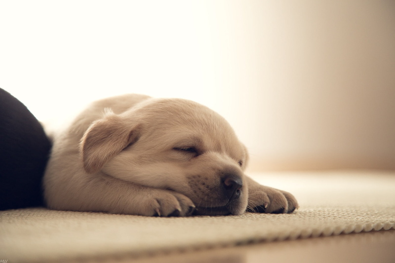 photography, photographer, 1080P, dog, Nikita Shvedov