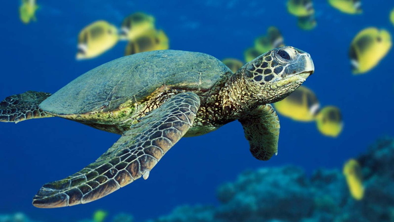 animal wildlife, marine, vertebrate, underwater diving, sea, underwater, fish, 720P, sea life, decor, animals in the wild, undersea, water, no people