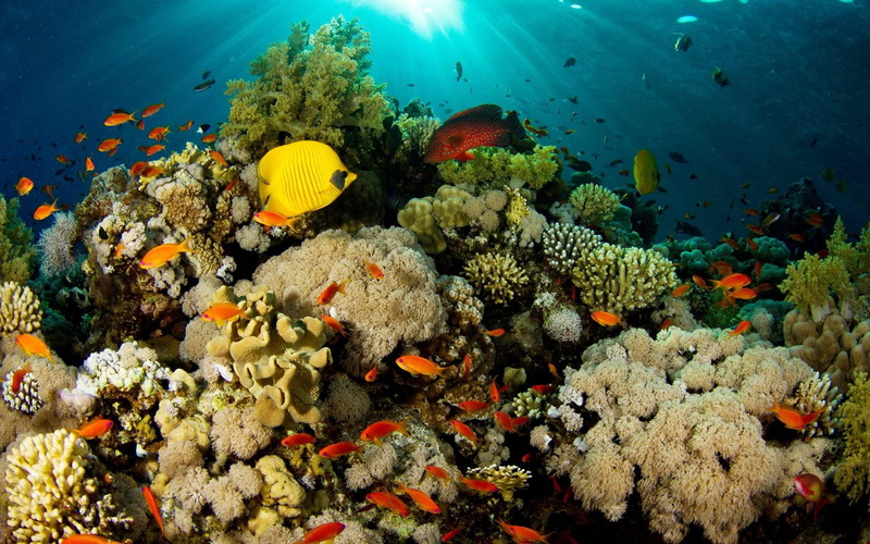 animals, reef, 1080P, sea, fish, coral, underwater