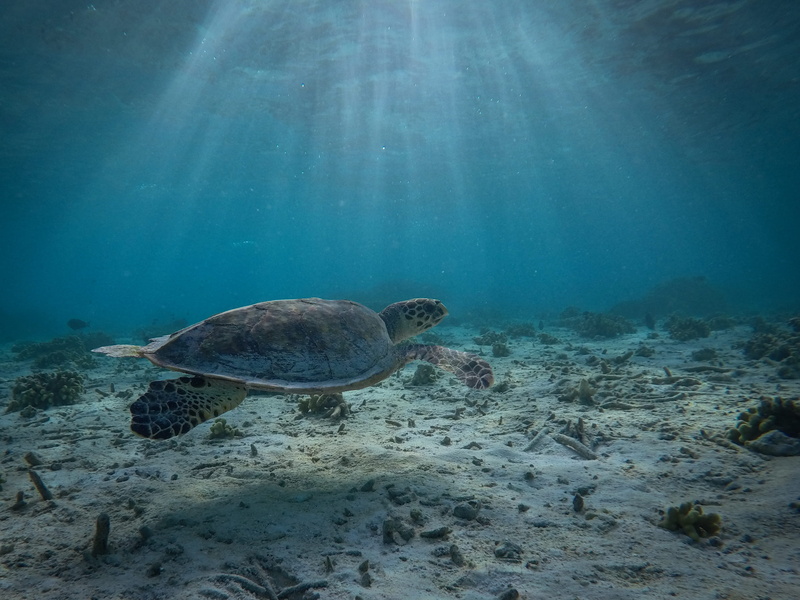 vertebrate, sea, wildlife, gray, sea life, coast, undersea, sea turtle, 2K, beauty in nature, moodhu, water, sunlight, sport, one animal, turquoise colored