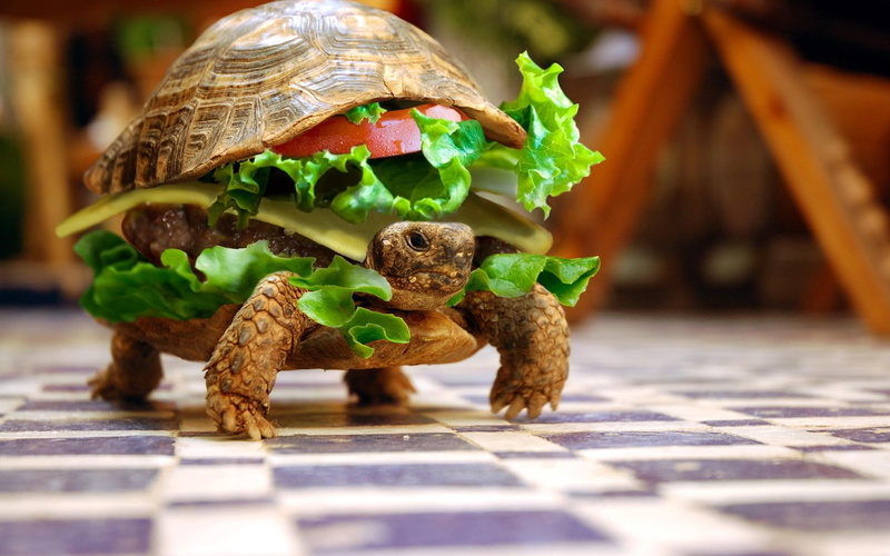 burgers, lettuce, photo manipulation, hamburgers, burger, turtle, depth of field, checkered, Photoshop, animals, 720P, sandwiches, summer