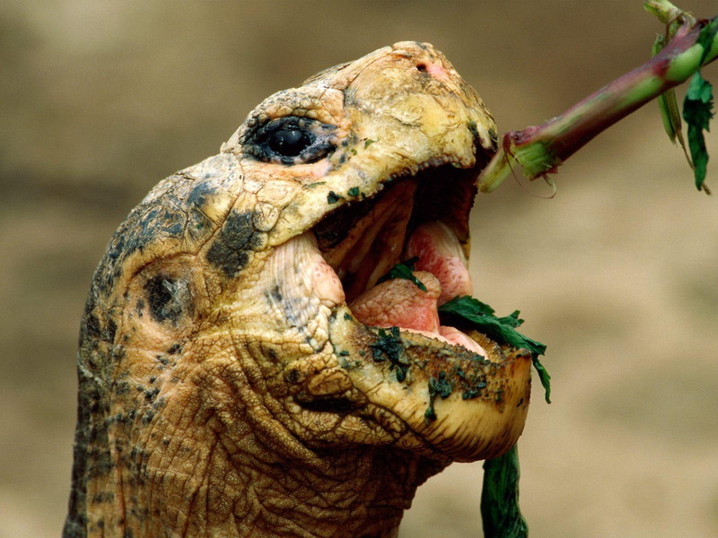 head, animals, depth of field, 720P, turtle, eating, field, green, depth, photography