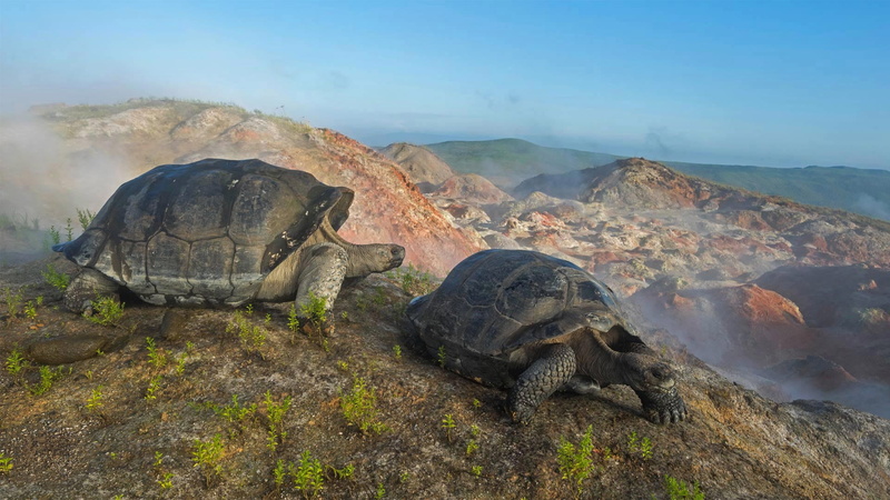 The Galapagos Islands, Ecuador, the volcano Alcedo, 1080P, giant turtle