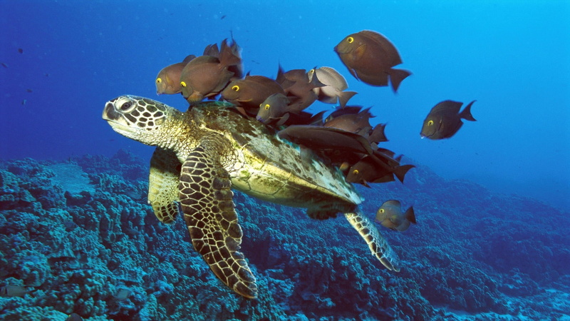 animal, sea Turtle, animals In The Wild, vertebrate, underwater, sea Life, scuba Diving, underwater Diving, tropical Climate, nature, water, marine, coral
