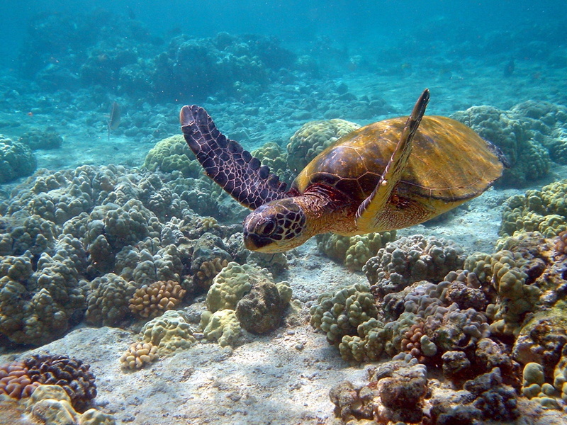tropical Climate, sea, animal, nature, turtle, deep, green Turtle, underwater, reef, swimming Animal, coral, animal wildlife, wildlife, swim, multi Colored