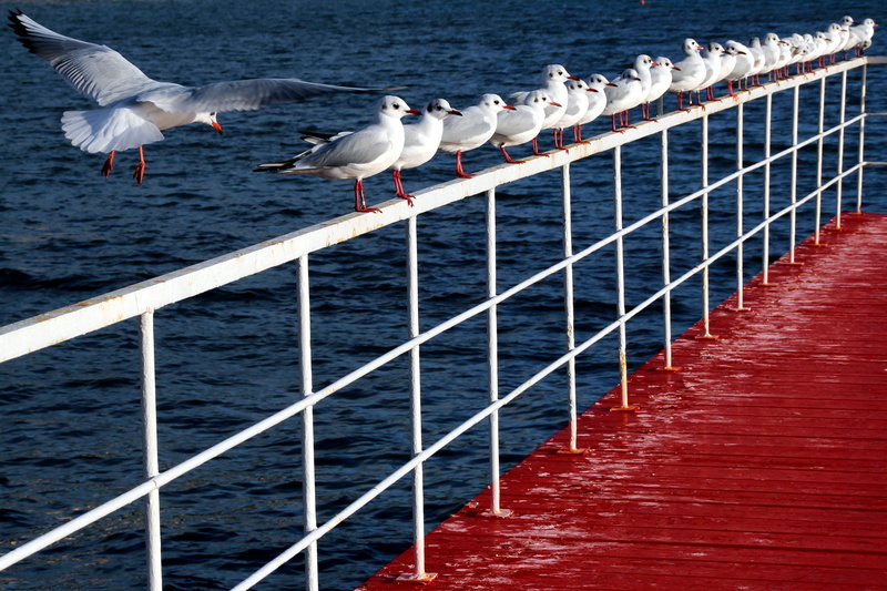 nautical vessel, blue, level design, nature, outdoors, animal themes, painting, animal, pixel art, game design, 5K, animal wildlife, water, day, seagull