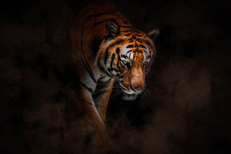 tyger, 1080P, tiger, striped, bright, majestic, burning