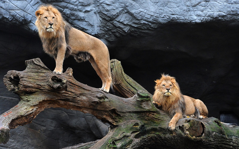 pair, lions, majestic, 2K, wildlife, cats, animals