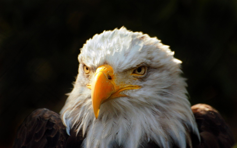 ayshooooom, gift, wildlife, eagle, avian, predator, rapto, bird, 2K, majestic, prey, omar, close up, bald, pride, animal, nature