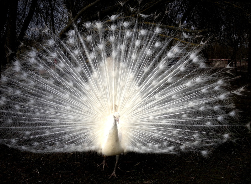 nature, bird, majestic, 2K, day, white, white peacock, close-up, animal themes, peacock feather, one animal, outdoors, wheel, feathers, beauty in nature