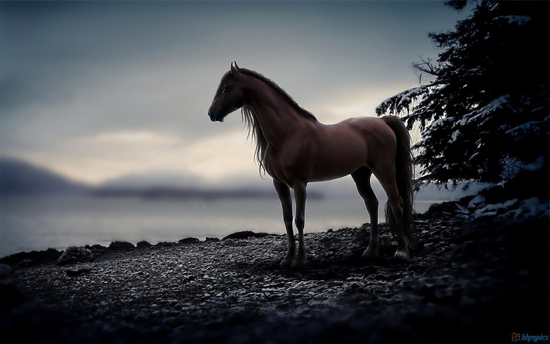 photo, animals, horses, majestic, horse, beauty, silhouette, 1080P, ageless, beautiful
