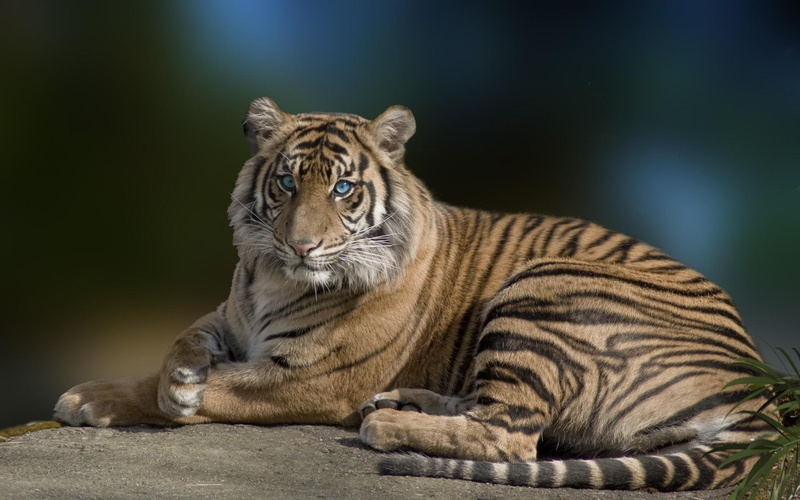 animals, dumny, zwierze, tiger, tygrys, majestic, wyniosly, 1080P