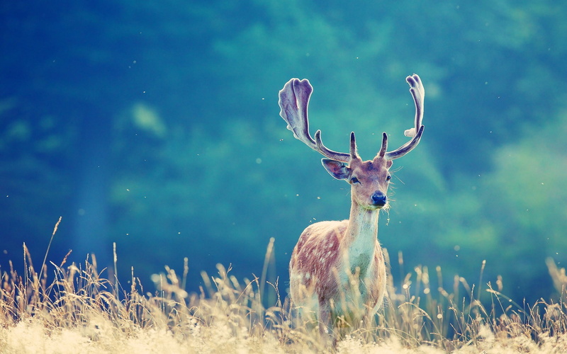 animals, 1080P, deer, antlers