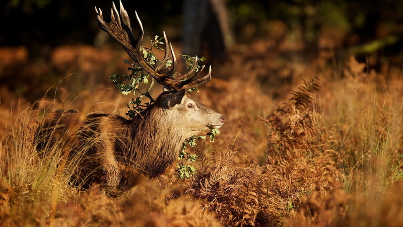 mammal, antler, no people, animal wildlife, land, animals, one animal, 1080P, domestic animals, field, deer, nature, vertebrate, plant, animal themes