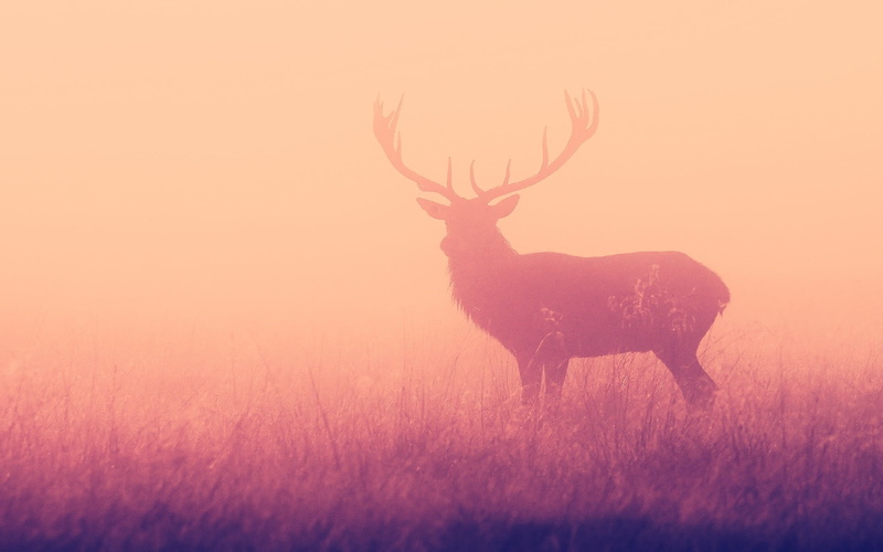yellow, animal themes, animal wildlife, 1080P, beauty in nature, colorful, one animal, land, silhouette, antlers, animals in the wild, field, herbivorous