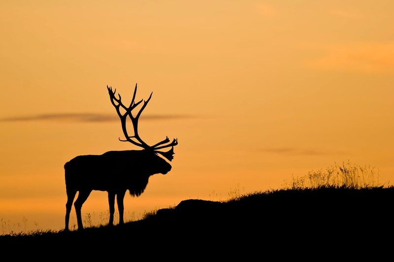 sunset, animals in the wild, land, antlers, one animal, orange color, animals, antler, silhouette, animal, deer, herbivorous, vertebrate, outdoors, animal themes