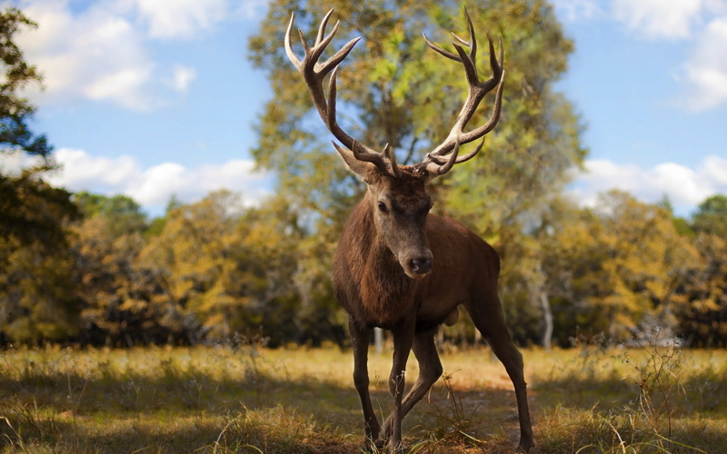 autumn, red Deer - Animal, plant, herbivorous, no People, stag, wilderness Area, field, land, beauty In Nature, mammal, antlers, one Animal, horned, walk