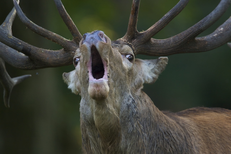 open mouth, 2K, muzzles, antlers, animals, deer, depth of field, nature, fur, roar