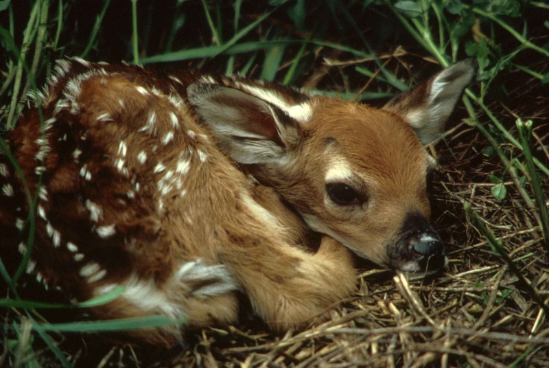 grass, animal themes, nature, 1080P, young animal, young, group of animals, white tailed, spots, domestic animals, baby, animals in the wild, cute, brown