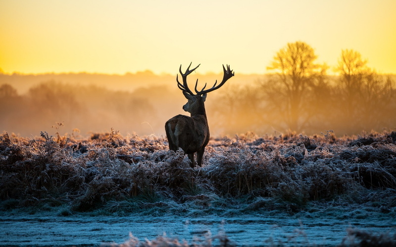 dawn, brown, grass, hdr, reindeer, deer, beige, frost, 2K